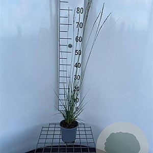 Molinia caerulea 'Heidebraut' 30-40 cm C1.3