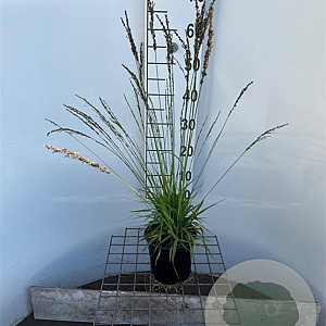 Molinia caerulea 'Moorhexe' 30-40 cm 2,5L