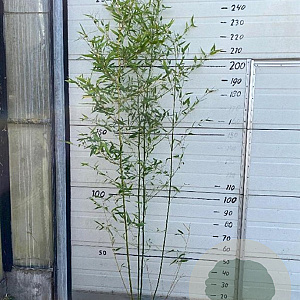 Phyllostachys bissetii 175-200 cm 10L