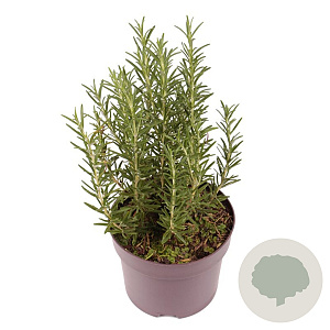 Rosmarinus officinalis 20-25 cm 2,0L