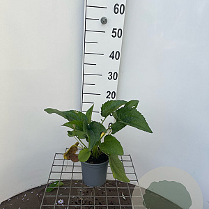 Rudbeckia f. 'Goldschirm' GM C1.3