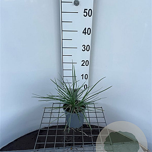 Sesleria nitida GM C1.3