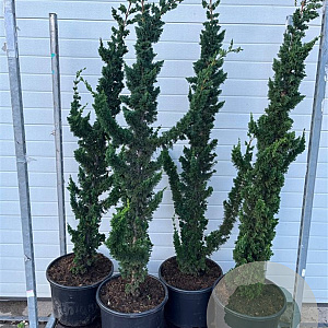 Chamaecyparis l. 'Wissel's Saguaro' 150-175 cm 25L