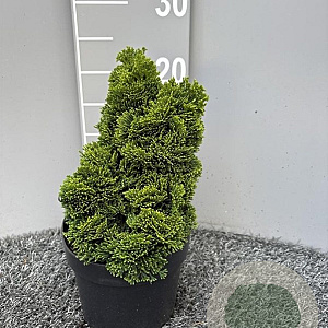 Chamaecyparis o. 'Nana Gracilis' 15-20 cm 2,0L