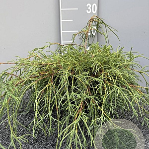 Chamaecyparis p. 'Filifera Nana' 40 cm 2,0L