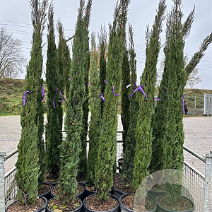 Cupressus sempervirens 200-250 cm 30L
