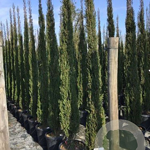 Cupressus sempervirens 'Blue Sky' 175-200 cm 30L