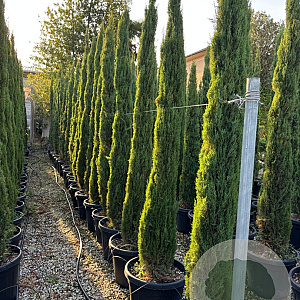 Cupressus sempervirens 'Blue Sky' 300-350 cm container meerstammig