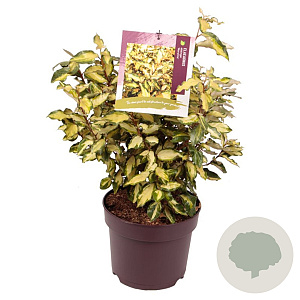 Eleaegnus ebbingei 'Maryline' 40-50 cm 7,5L