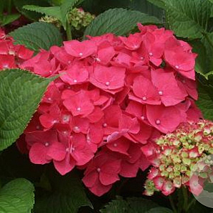 Hydrangea macrophylla 'Masja' 25-30 cm 2,0L