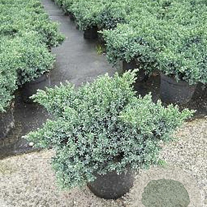 Juniperus squamata 'Blue Star' 25-30 cm 3,0L