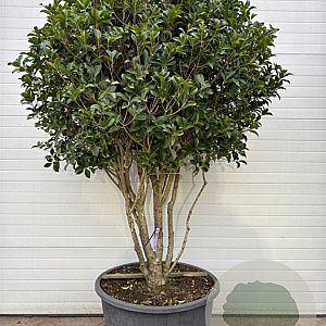 Osmanthus Aquifolium GM container meerstammig
