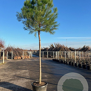 Pinus pinea 18-20 HO container