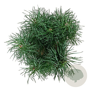 Pinus sylv. Blue Pearl 20-25 cm