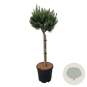 Pinus sylv. 'Nana' 70 cm stam 15L kroon 30-40