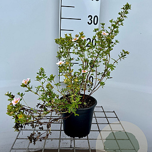 Potentilla fruticosa 'Pink Queen' 30-40 cm C1.3