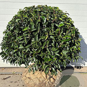 Prunus l. 'Angustifolia' 90-100 cm draadkluit bol