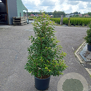 Prunus l. 'Angustifolia' 100-120 cm 20L