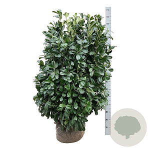 Prunus l. Bonaparte 100-125 cm met kluit extra