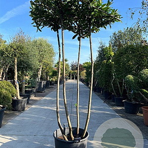 Prunus l. 'Caucasica' hoogstam container dakvorm