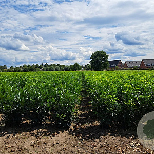 Prunus l. Elly 80-100 cm met kluit