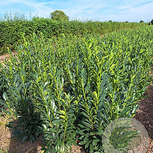 Prunus l. Elly 100-125 cm met kluit