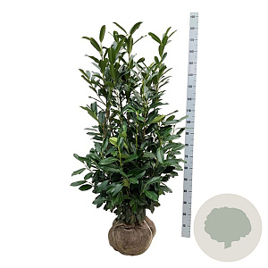 Prunus l. Elly 125-150 cm met kluit