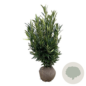 Prunus l. Renault Ace 100-125 cm met kluit extra