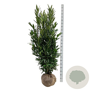 Prunus l. Renault Ace 175-200 cm met kluit extra