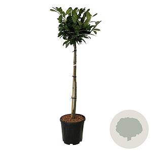 Prunus l. Titan 90 cm stam 15L