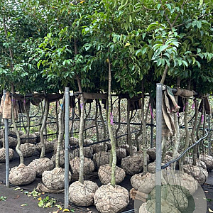 Prunus lusitanica Tico 225-250 cm draadkluit solitair