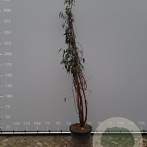 Prunus serrula 250-300 cm 50L