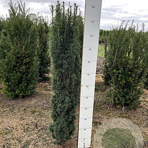 Taxus b. 'Fastigiata Robusta' 100-120 cm met kluit