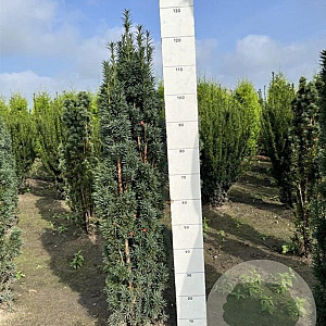 Taxus b. 'Fastigiata Robusta' 100-120 cm met kluit