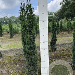 Taxus b. 'Fastigiata Robusta' 100-120 cm met kluit