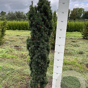 Taxus b. 'Fastigiata Robusta' 120-130 cm met kluit 