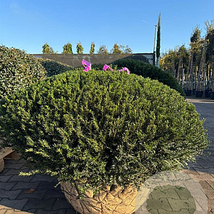Taxus b. 'Renke's Kleiner Grüner' 110-120 cm draadkluit platte bol