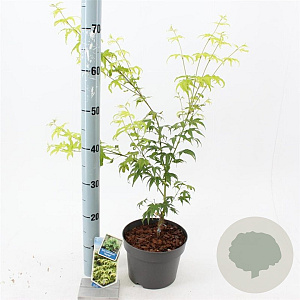 Acer pal. 'Aoyagi' 40-50 cm 3,0L
