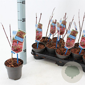 Acer pal. 'Atropurpureum' 25-30 cm P10,5