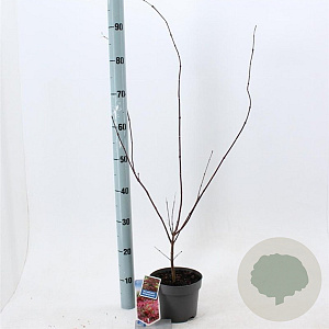 Acer pal. 'Atropurpureum' 30-40 cm 2,0L