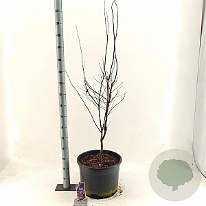 Acer pal. 'Bi-hoo' 150-160 cm 35L