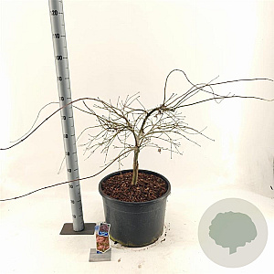 Acer pal. 'Garnet' 80-100 cm 35L