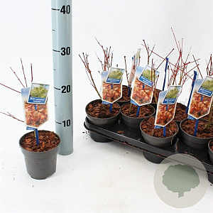 Acer pal. 'Katsura' 25-30 cm P10,5