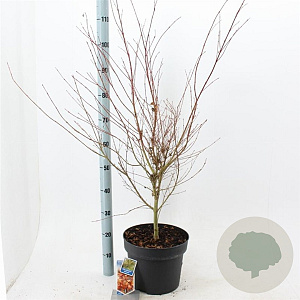 Acer pal. 'Katsura' 60-70 cm 10L