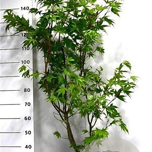 Acer pal. 'Osakazuki' 100-125 cm 20L