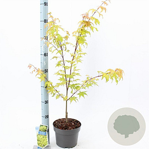 Acer pal. 'Summer Gold' 80-100 cm 10L