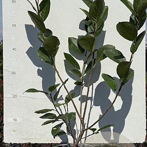 Aronia melanocarpa 50-60 cm 3,0L