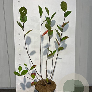 Aronia prunifolia 'Viking' 50-60 cm 3,0L