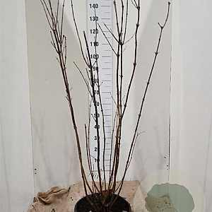 Calycanthus floridus 125-150 cm 20L