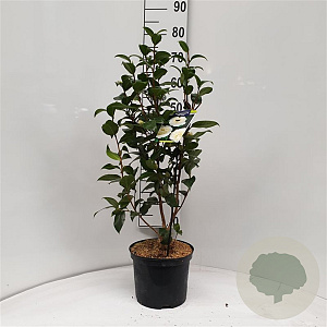 Camellia j. 'Brushfield's Yellow' 60-70 cm 5,0L